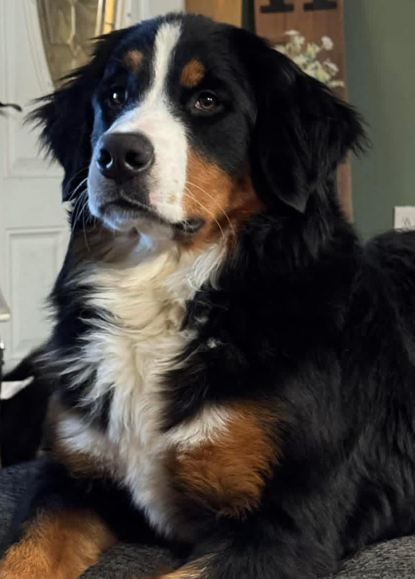 Adult Bernese Mountain Dog in a natural outdoor setting
