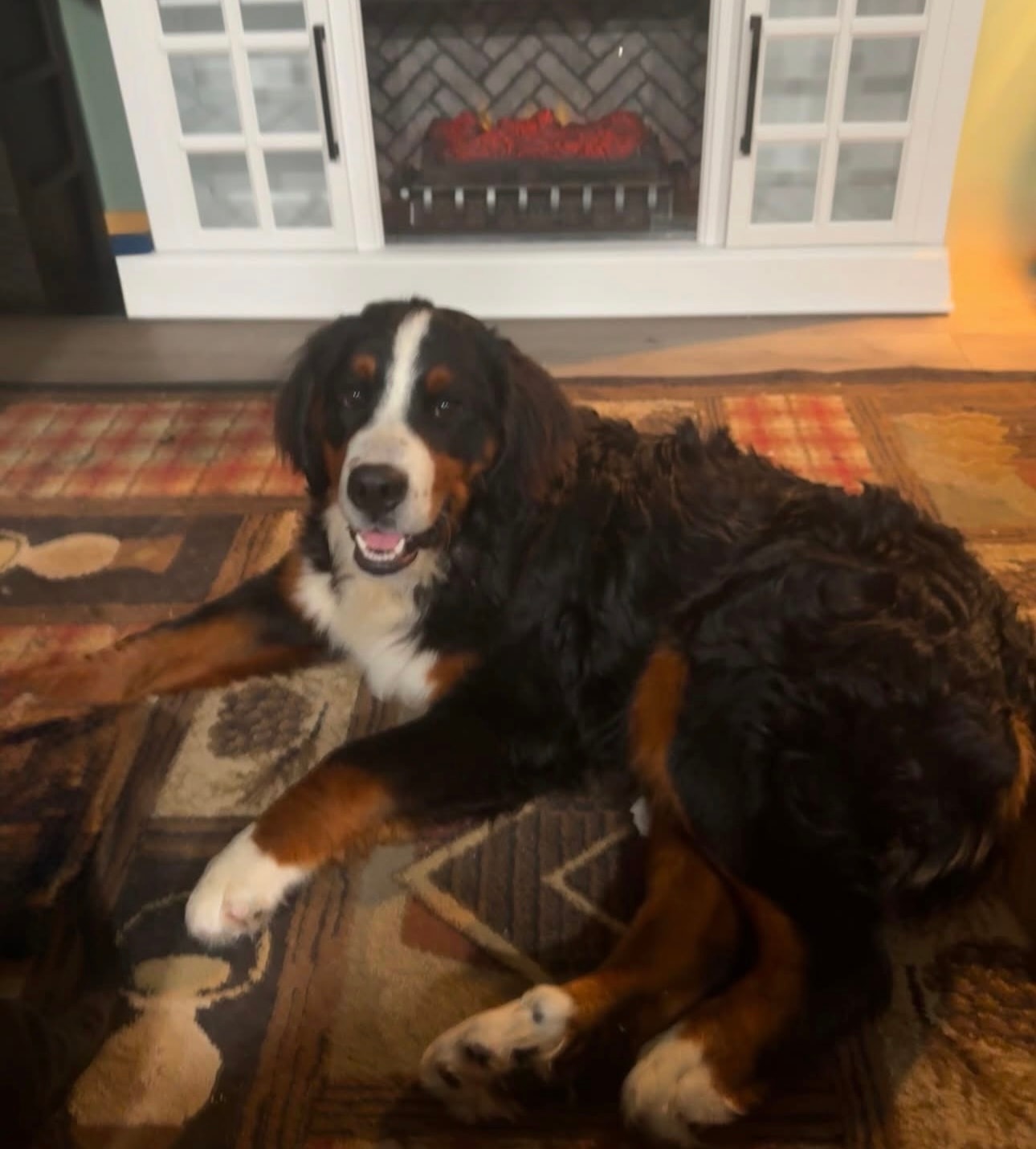Atlas — sire at Willow Pond Bernese